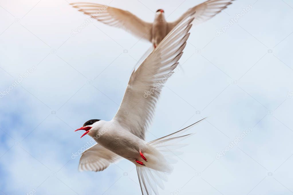 Arctic tern on white background - blue clouds Iceland