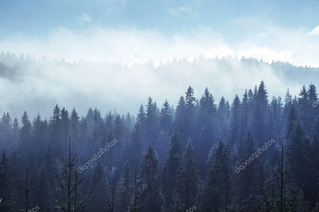 Trees in the fog and clouds Carpathians. Ukraine. Europe