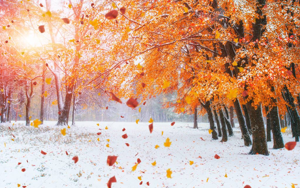 October mountain beech forest with first winter snow. Carpathians. Ukraine, Europe