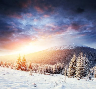 Kışın gizemli kış manzara görkemli dağlar. Sihirli kış kar kaplı ağaç. Karpat, Ukrayna. Europe