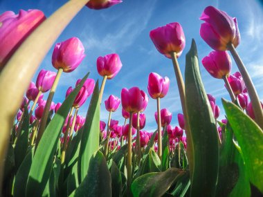 Grup mor laleler gökyüzüne karşı. Bahar manzara.