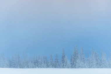 Yoğun sis dağlarda. Sihirli kış kar kaplı ağaç. Tatil beklentisiyle. Dramatik sahne. Yeni Yılınız Kutlu Olsun. Karpatlar. Ukrayna, Europe