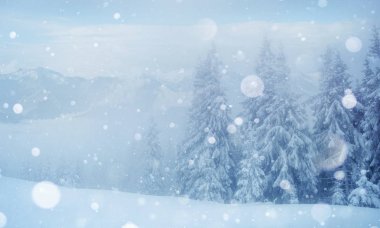 Gizemli kış manzara görkemli dağlar kış. Güzel kalın sis. Sihirli kış kar kaplı ağaç. Fotoğraf kartı. ışık efekti bokeh, yumuşak filtre. Karpat. Ukrayna. Europe