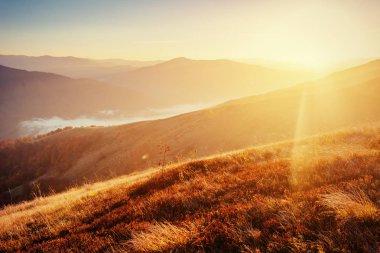 Sonbahar mevsimi boyunca güneşli bir öğleden sonra huş ağacı ormanı. Sonbahar manzarası. Ukrayna. Avrupa