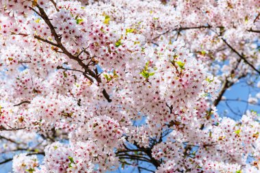 Pembe badem kiraz çiçek yakın çekim. Bahar zaman çiçek arka plan. 