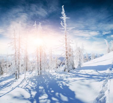 sihirli kış kar kaplı ağaç. Karpatlar gün batımı. Ukrayna, Europe