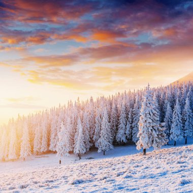 Ulusal parkta Karpatlar dağ aralıkları üzerinde renkli gün batımı. Fantastik ışıklı kış dağlar. Ukrayna, Europe.
