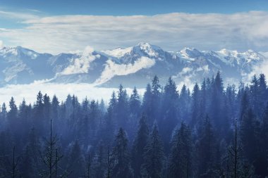 Ağaçta sis ve bulutlar. Karpatlar. Ukrayna Europe