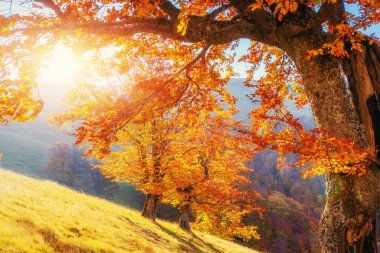 Sonbahar mevsimi boyunca güneşli bir öğleden sonra huş ağacı ormanı. Sonbahar manzarası. Ukrayna. Avrupa