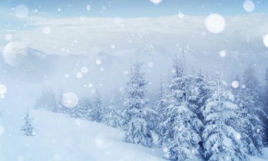 Gizemli kış manzara görkemli dağlar kış. Güzel kalın sis. Sihirli kış kar kaplı ağaç. Fotoğraf kartı. ışık efekti bokeh, yumuşak filtre. Karpat. Ukrayna. Europe