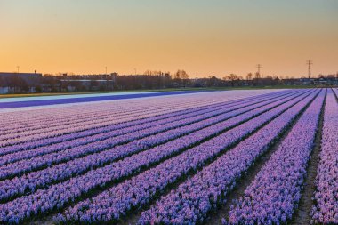 Nergis Holland alanları üzerinde fantastik günbatımı