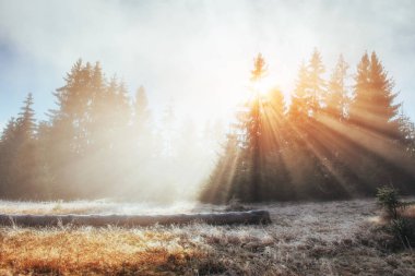 Dramatik sahne. Ekim. Çiçekler, Don, frost ve dalları çizim büyülü birleşimi. Dallar geçen güneş güzel güneş ışınları. Karpat, Ukrayna, Europe.