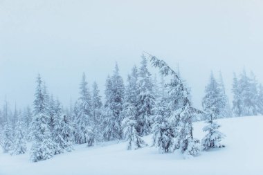 Yoğun sis dağlarda. Sihirli kış kar kaplı ağaç. Tatil beklentisiyle. Dramatik sahne. Yeni Yılınız Kutlu Olsun. Karpatlar. Ukrayna, Europe