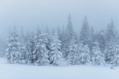 Yoğun sis dağlarda. Sihirli kış kar kaplı ağaç. Tatil beklentisiyle. Dramatik sahne. Yeni Yılınız Kutlu Olsun. Karpatlar. Ukrayna, Europe
