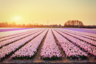 Nergis Holland alanları üzerinde fantastik günbatımı