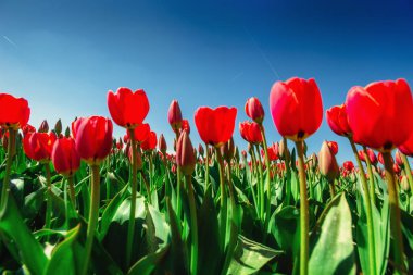 Kırmızı Lale Park grubu. Bahar manzara. Keukenhof çiçek Park