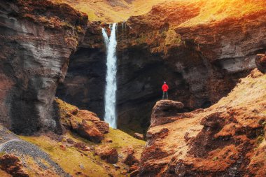 Dağlar ve şelaleler İzlanda'nın güzel manzara. Yaz aylarında çiçek açan vahşi mavi lupine. Dünyanın doğal güzelliği göz önünde bulundurarak Turizm
