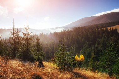 Sonbahar mevsimi boyunca güneşli bir öğleden sonra huş ağacı ormanı. Sonbahar manzarası. Ukrayna. Avrupa