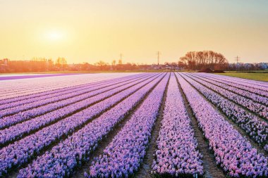 Nergis Holland alanları üzerinde fantastik günbatımı