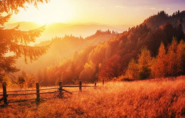 Orman yolu Güz. Manzara. Ukrayna Europe