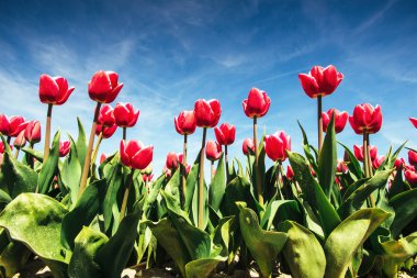 Güzel kırmızı lale alan Hollanda. Bulutlar ile harika olay. Hollanda