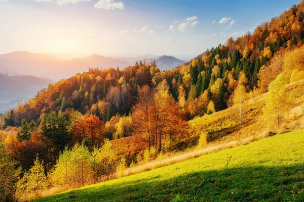 Vacker Utsikt Över Skogen Solig Dag Höstlandskap Karpaterna Ukraina Europa — Stockfoto