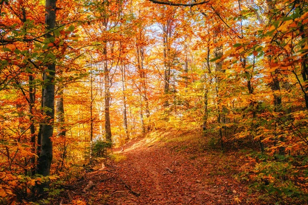 Forest Road Outono Paisagem Ucrânia Europa — Fotografia de Stock