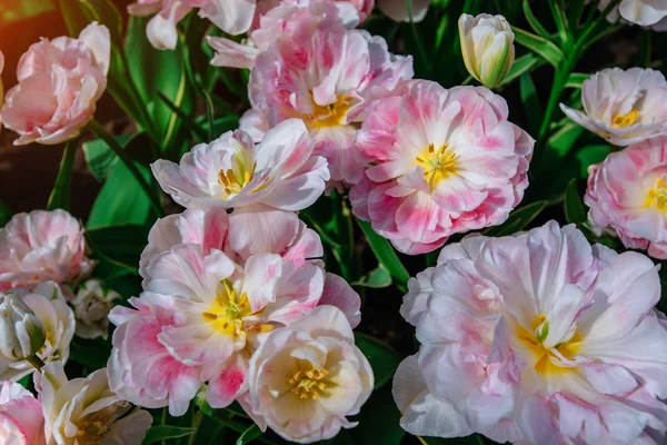 Vit Rosa Tulpaner Keukenhof Blomma Park Holland Nederländerna — Stockfoto