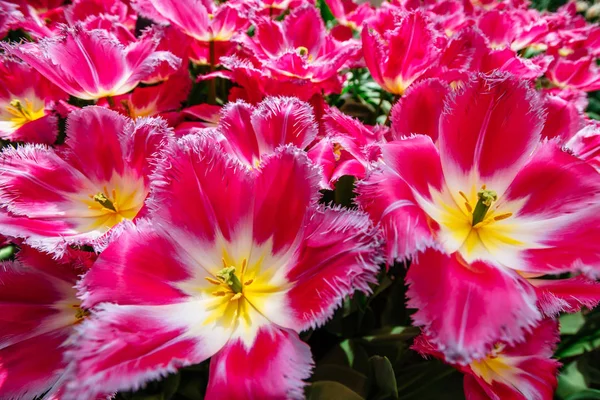 Vackra Rosa Blommande Tulpaner Lockigt Keukenhof Blomma Park — Stockfoto