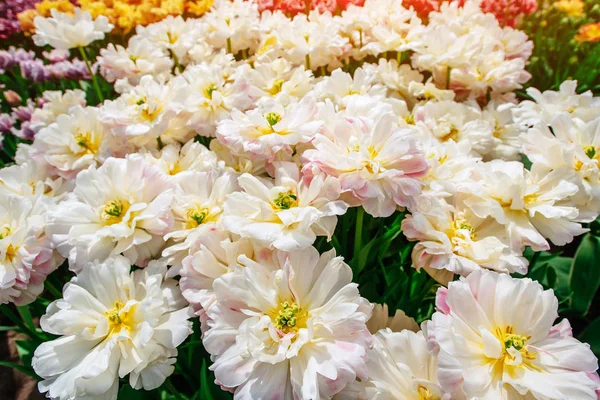 Vacker Bukett Tulpaner Färgglada Tulpaner Tulpaner Vårens Färgstark Tulpan Tulipa — Stockfoto