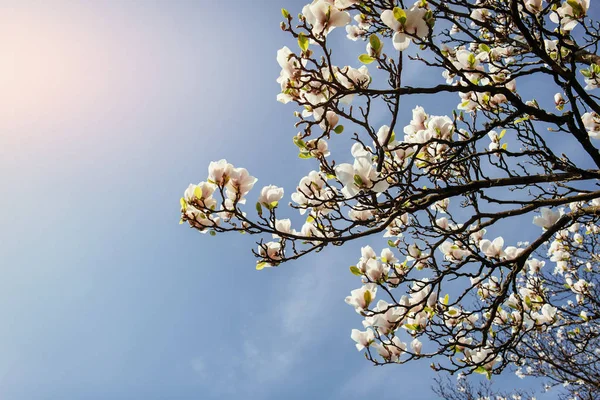 Beautiful Pink Spring Flowers Magnolia Tree Branch — Stock Photo, Image