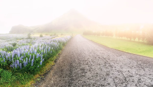 Wilde Blauwe Lupinus Bloeien Hoog Gras Zomer — Stockfoto