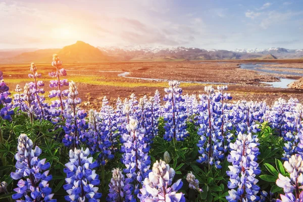 Malerische Aussicht Auf Den Fluss Und Die Berge Island — Stockfoto