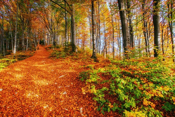 Hermosa Vista Del Bosque Día Soleado Paisaje Otoño Cárpatos Ucrania — Foto de Stock