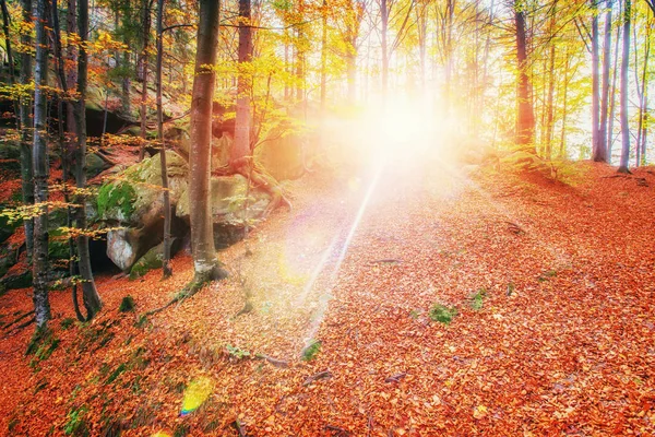 Лес Солнечный День Время Сезон Осенний Пейзаж Украина Европа — стоковое фото