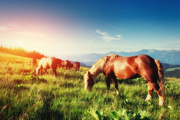 Herd Horses Mountains Fantastic Sunny Summer Day — Stock Photo, Image