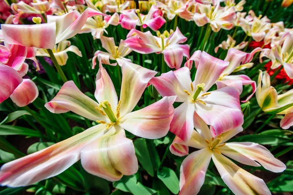 チューリップの美しい花束 色とりどりのチューリップ 色鮮やかなチューリップのチューリップ チューリップ Florosa キューケンホフ花公園 — ストック写真