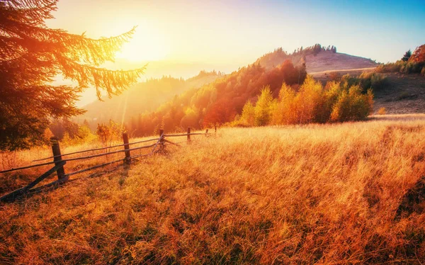 Bříza Lesa Slunné Odpoledne Zatímco Podzimní Sezóny Podzimní Krajina Ukrajina — Stock fotografie