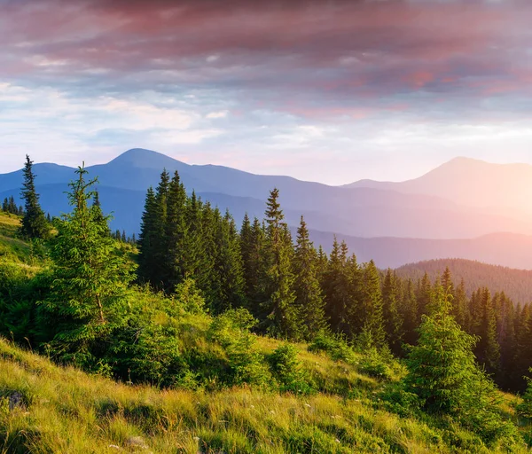 Bosque Pinos Mundo Belleza Cárpatos Ucrania Europa — Foto de Stock