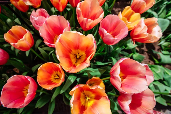 Ängen Med Färgglada Tulpaner Tulipa Ace Rosa Keukenhof Blomma Park — Stockfoto