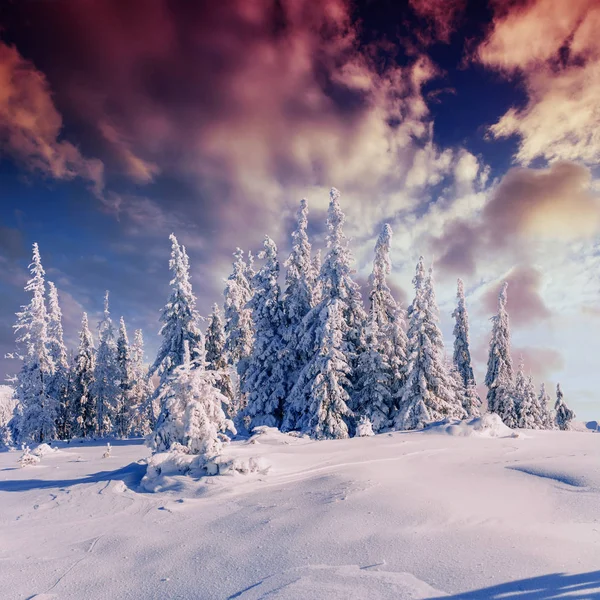 Magischen Winter Schneebedeckten Baum Sonnenuntergang Den Karpaten Ukraine Europa — Stockfoto