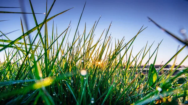 Grünes Gras Fantastische Ausblicke Auf Die Schönheit Der Welt — Stockfoto