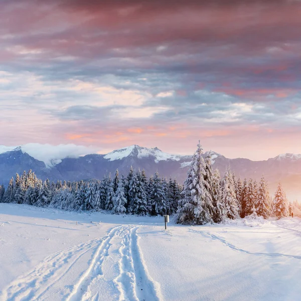 Winter Weg Dramatische Scène Karpaten Oekraïne Europa — Stockfoto