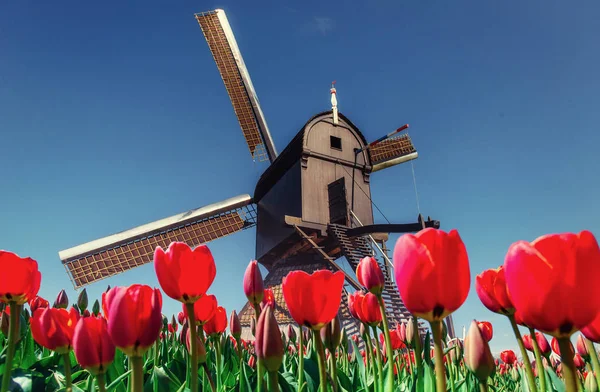 Magiczny Krajobraz Tulipanów Wiatraków Holandii — Zdjęcie stockowe