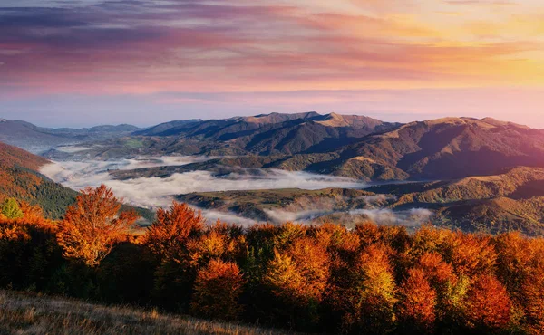 Lesní Cesta Podzim Dramatické Malebné Ráno Scénu Podzimní Krajina Karpatské — Stock fotografie