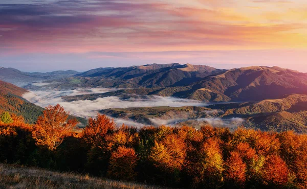 Forest Road Het Najaar Spectaculaire Schilderachtige Ochtend Scène Herfst Landschap — Stockfoto