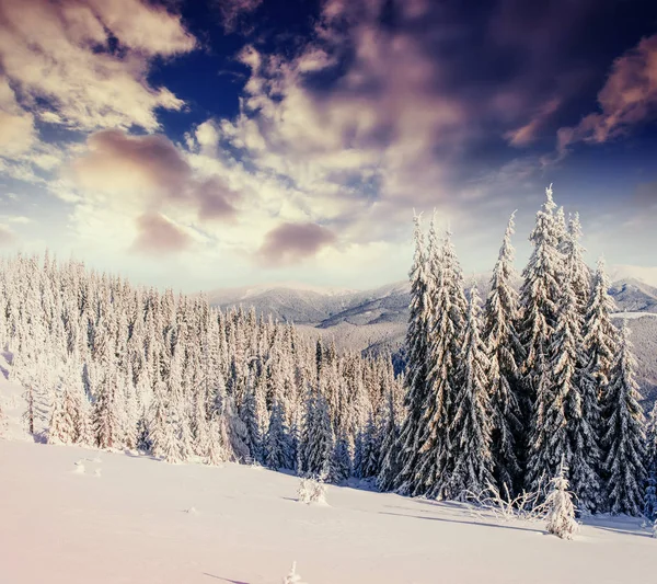 Mystérieux Paysage Hivernal Montagnes Majestueuses Hiver Arbre Magique Couvert Neige — Photo