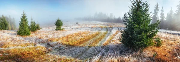 早朝の緑の森の日光 秋の美しい道路です 山の中の幻想的な霧 初冬の日の カルパティア ウクライナ ヨーロッパ — ストック写真