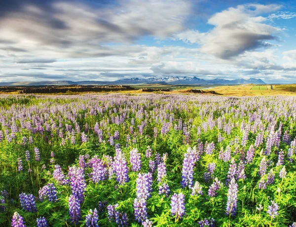 冰岛森林和山脉风景如画的风景 夏日的野蓝羽扇盛开 — 图库照片