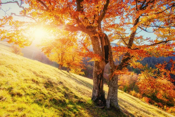 Берези Лісова Сонячний День Під Час Осіннього Сезону Осінній Пейзаж — стокове фото